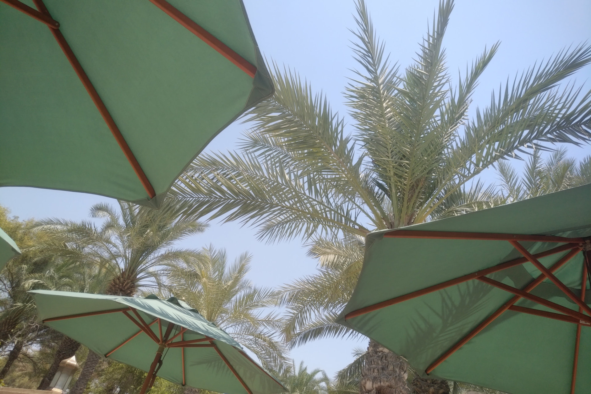 Green parasols beneath date palms